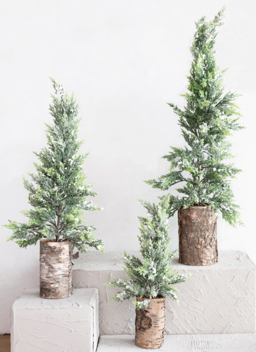 Cypress Tree in Birch Bark Pot,