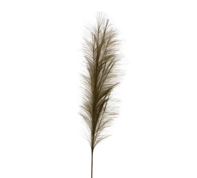 Faux Pampas Grass Plume | OLIVE